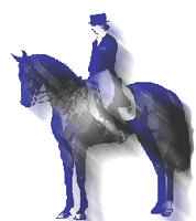 Dressage horse